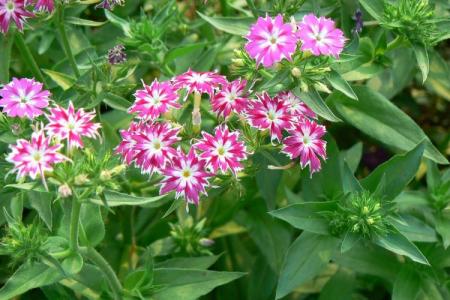 Leaf diseases in phlox: descriptions with photos, treatment