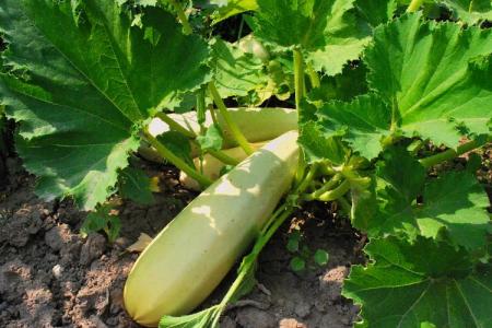 Leaf diseases in zucchini: descriptions with photos, treatment