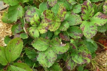 Diseases of strawberry leaves: descriptions with photos, treatment