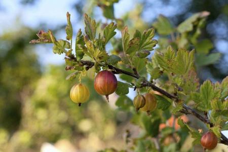 Gooseberry leaf diseases: descriptions with photos, treatment