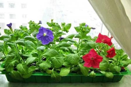 Leaf diseases in petunia: descriptions with photos, treatment