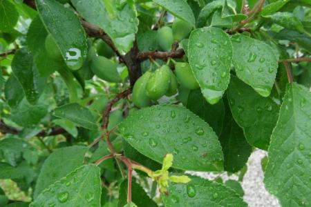 Plum leaf diseases: descriptions with photos, treatment