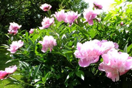 Leaf diseases in peonies: descriptions with photos, treatment