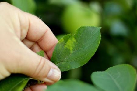 Diseases of apple leaves: descriptions with photos, treatment