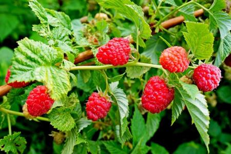 Raspberry diseases: descriptions with photos and methods of treatment