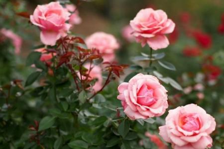 Diseases of roses: descriptions with photos and methods of treatment