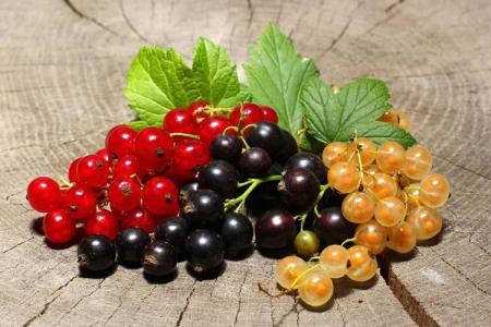 Diseases of the currant: descriptions with photos and methods of treatment