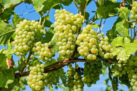 Diseases of grapes: descriptions with photos and methods of treatment