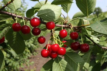 Cherry diseases: descriptions with photos and methods of treatment