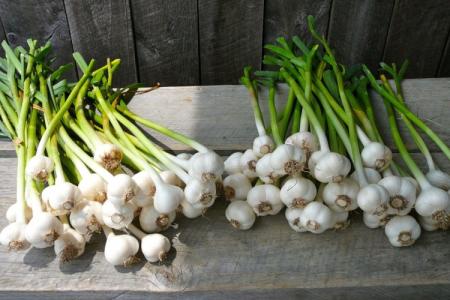 How to feed garlic in spring, planted before winter