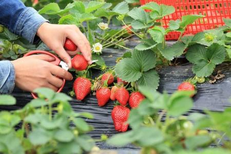 How to feed strawberries in spring for a good harvest