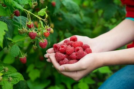 How and how to feed raspberries in spring