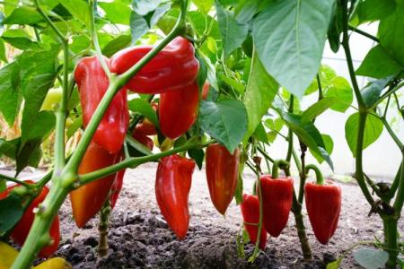 How and how to feed pepper seedlings