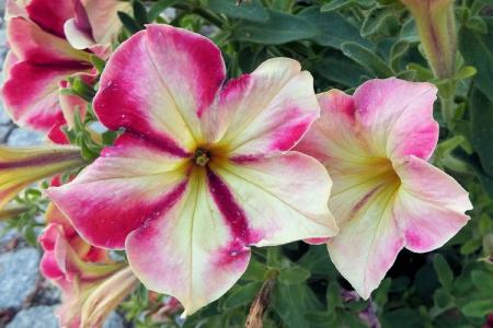 How and how to feed petunia seedlings