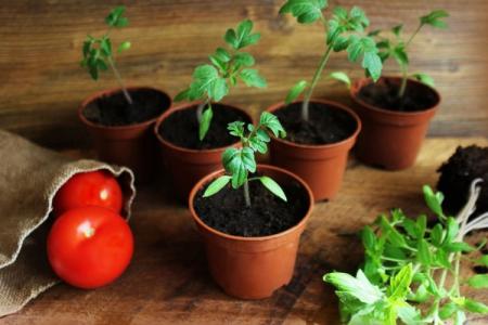 How and how to feed tomato seedlings