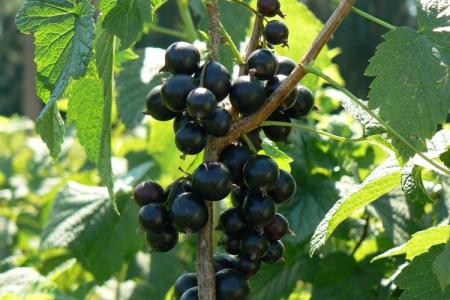 How and how to feed currants in the spring