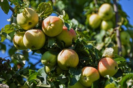 How and how to feed an apple tree in spring