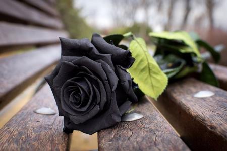 Black flowers: 25 plants with dark flowers and leaves