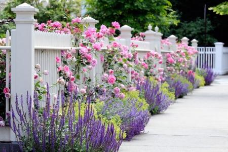 What to plant along the fence: the best plants