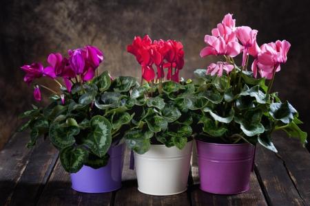 Cyclamen (70 fotografií): typy a vlastnosti starostlivosti