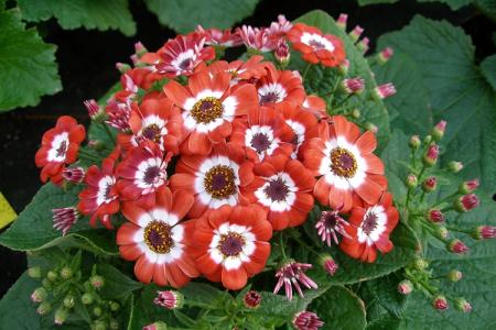 Cineraria (60 photos): types and proper care