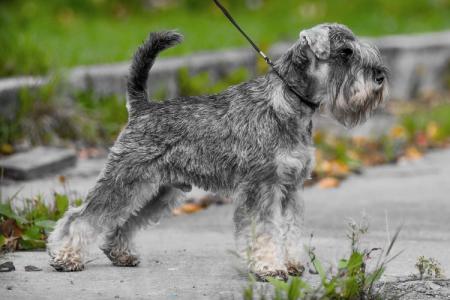 Schnauzer nain: description, caractère et soins de la race