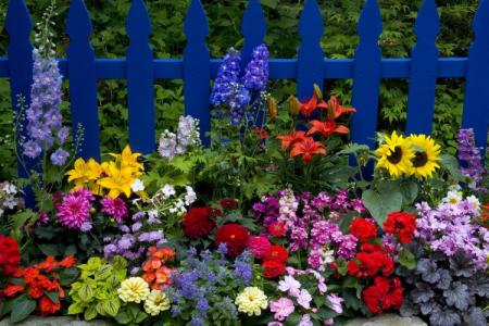 Flowers for a flower bed: photo with names (catalog)