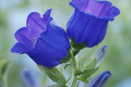 Fleurs qui ressemblent à des cloches : noms et photos