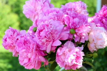 Flowers similar to peonies: names and photos (catalog)