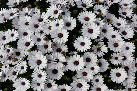 Flowers that look like daisies: names and photos (catalog)