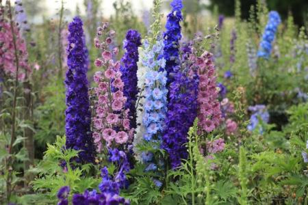 Delphinium (70 photos): varieties and proper care