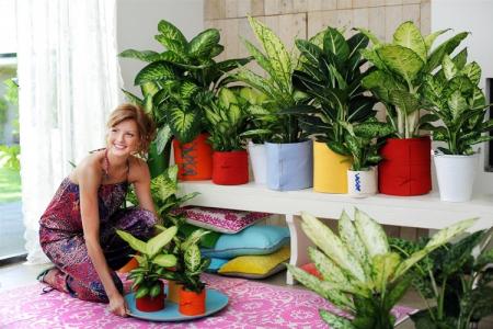 Dieffenbachia (75 photos): types, home care