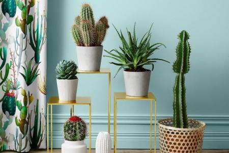 Cactus à la maison (95 photos): types, caractéristiques des soins