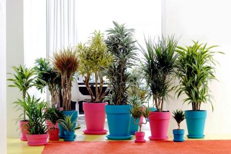 Dracaena: domáca starostlivosť, reprodukcia a transplantácia