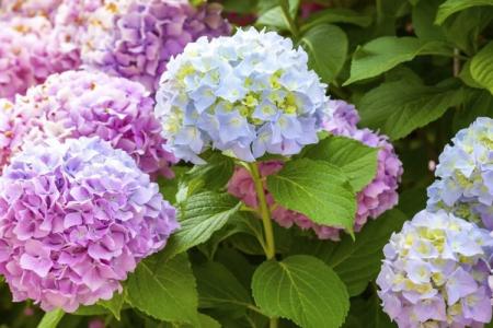 Tree hydrangea: varieties, care features (60 photos)