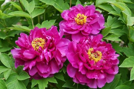 Tree peonies: varieties, proper care (70 photos)