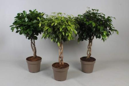 Ficus Benjamin : soins à domicile, reproduction et transplantation