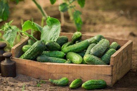 The highest-yielding cucumber varieties: photos, names and descriptions (catalog)