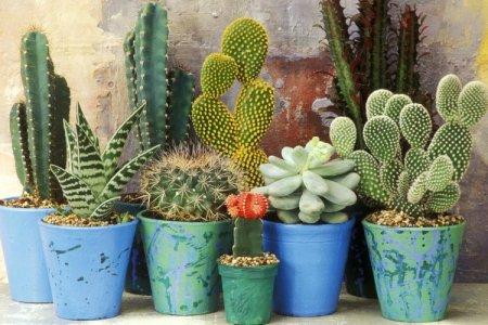 How to care for a cactus at home: tips and life hacks