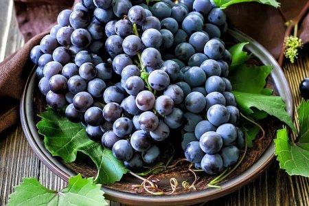 Seedless grape varieties: photos, names and descriptions (catalog)