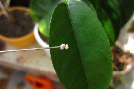 Mealybug: how to fight, the best means and ways