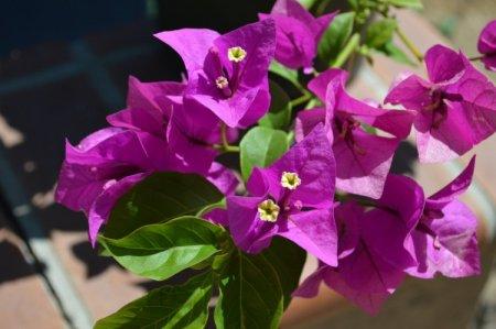 Flowering indoor plants: names, photos and descriptions (catalog)