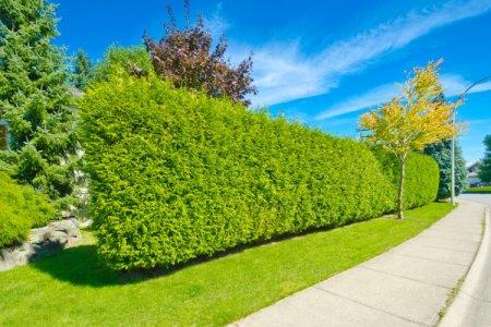 Shrubs for hedges: names, photos and descriptions (catalog)