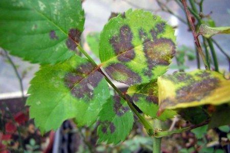 Diseases of indoor plants: names, photos and how to deal with them