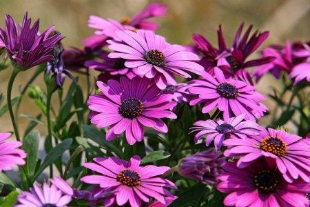 Fleurs annuelles pour un parterre de fleurs ou une résidence d'été: photo avec noms (catalogue)