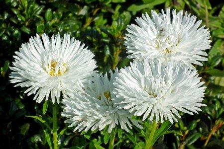 White flowers: names, photos and descriptions (catalog)