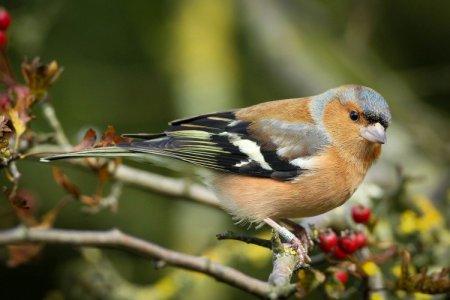 Birds of the Moscow Region: photos, names and descriptions (catalog)