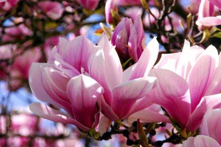 Magnolia (60 photos): types, care and planting in the open field