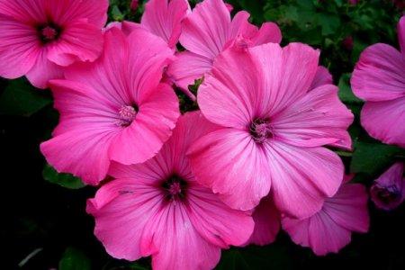 Lavatera (50 photos): variétés, plantation et soins en plein champ