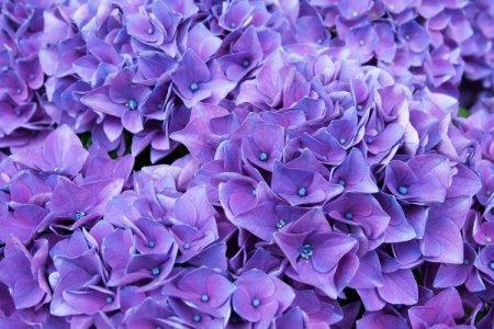 Purple flowers: names, photos and descriptions (catalog)